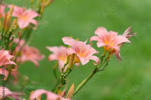 pink day lilies in the garden