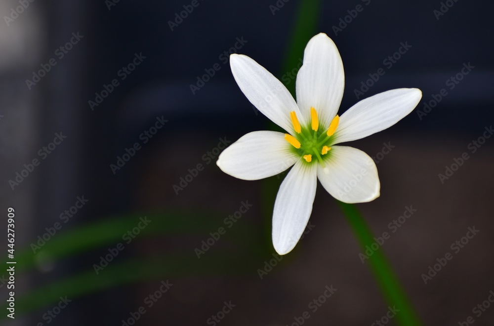 Fototapeta premium white spring flower lily