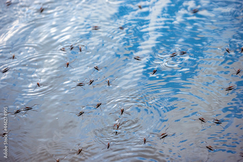 water fleas in the lake, nacka, sverige, sweden, stockholm photo