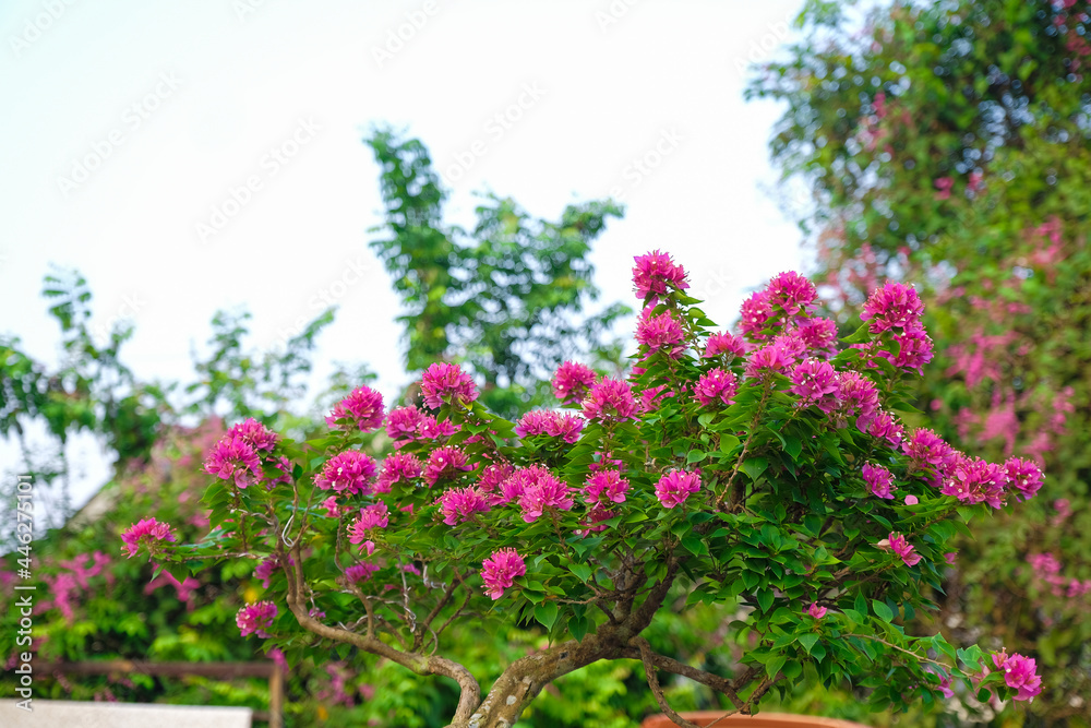 Beautiful baugainvillea pink flower plant for background and wallpaper