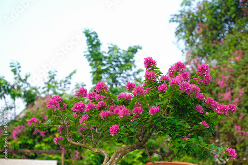 Beautiful baugainvillea pink flower plant for background and wallpaper