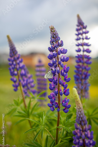 Blooming macro lupine flower. Lupine field with pink purple and blue flower. Bunch of lupines summer flower background. A field of lupines. Violet spring and summer flower