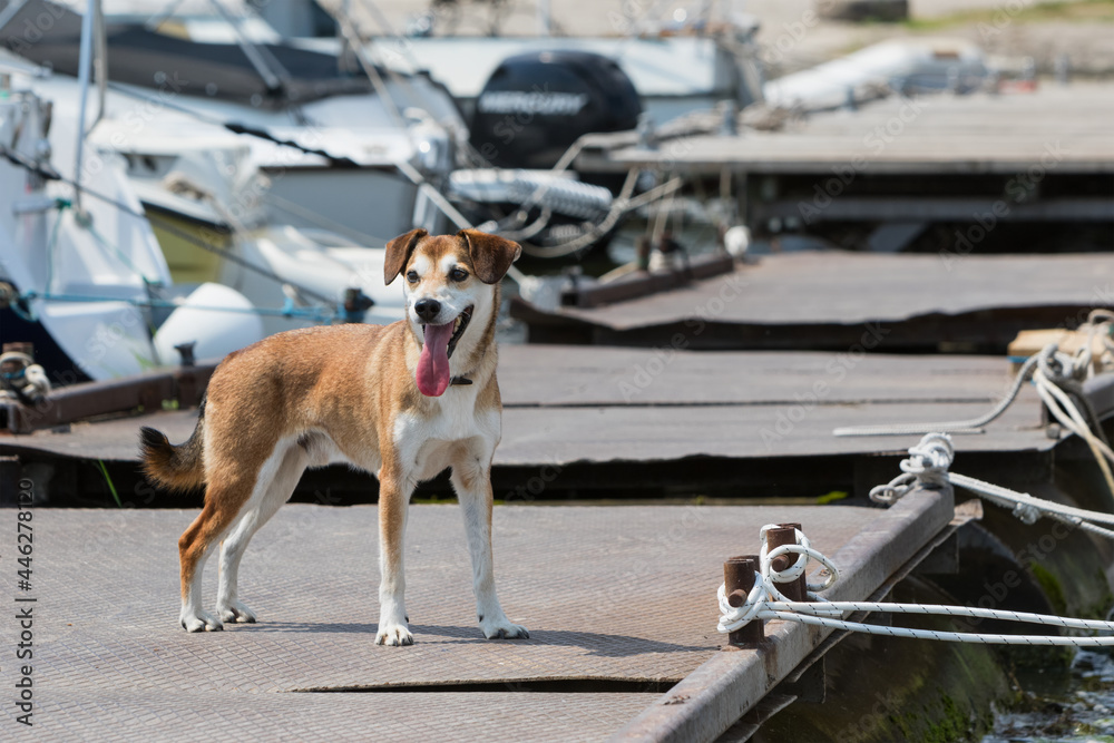 Dog on the pier near the yachts.