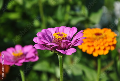 Purple gerberas and one orange flower in the garden.