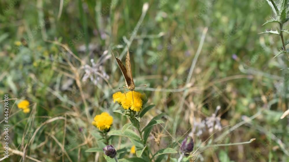 Closeup of a Cardinal butterfly (Argynnis pandora) on the yellow flower Closeup of a Cardinal butterfly (Argynnis pandora) on the yellow flower