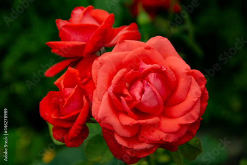 R    a Rose
