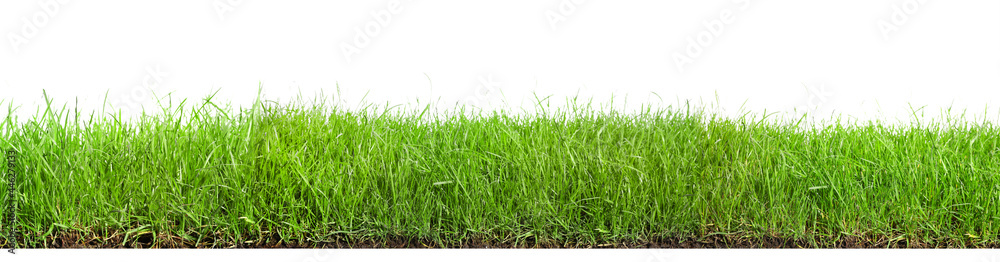 Fototapeta premium Beautiful lush green grass on white background. Banner design