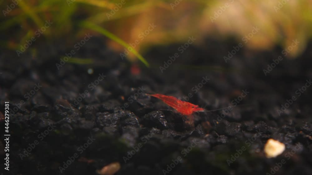 A red little Cherry shrimp in an aquarium on a black ground eats its food. Soft focus A red little Cherry shrimp in an aquarium on a black ground eats its food. Soft focus
