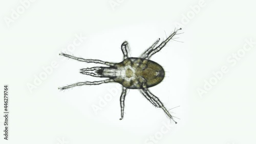 Acari mite Mesostigmata under microscope, Parasitoidea Superfamily. Predator, runs fast, feed on small invertebrates photo