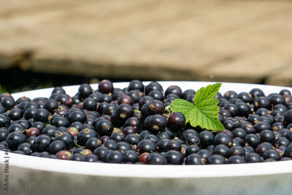 Black currant background. Berries background. Fresh organic currant from village garden. Fresh currant photo. Ecological berries for desserts, smoothie or jam. Black currant background. Berries background. Fresh organic currant from village garden. Fresh currant photo. Ecological berries for desserts, smoothie or jam.