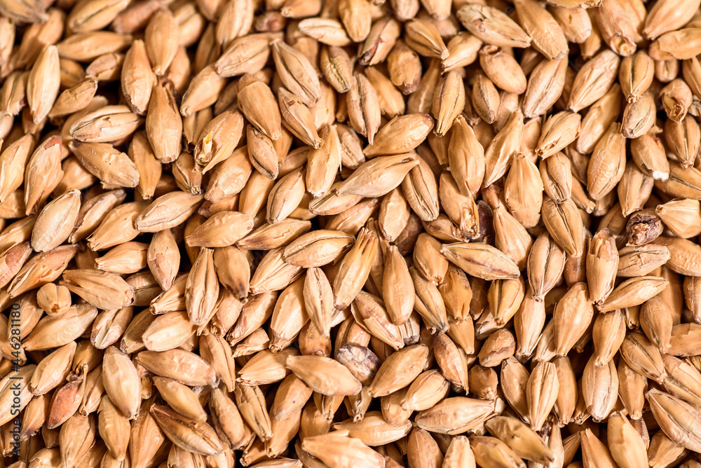Malted grain close up. Mixed varieties of malted grain on a gray background. close-up. top view. flat lay. series of photos. space. High quality photo Malted grain close up. Mixed varieties of malted grain on a gray background. close-up. top view. flat lay. series of photos. space. High quality photo