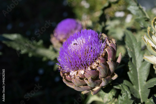 The globe artichoke photo