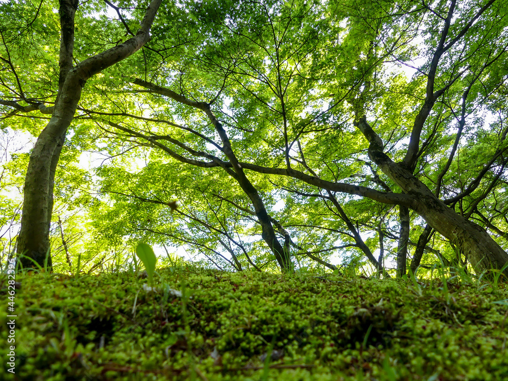 Fototapeta premium 公園の緑
