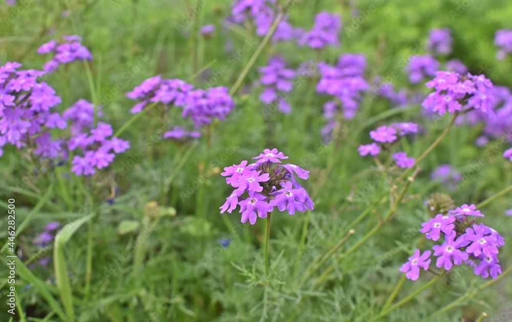 Beautiful flowers in park 