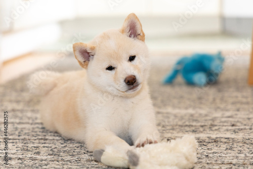white shiba puppy