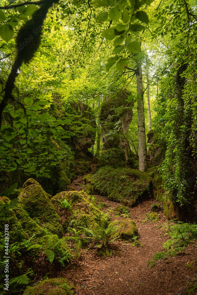 Obraz premium dark beeches forest in navarra spain