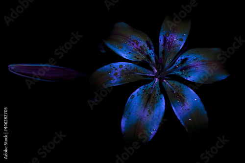 Daylily, Lily flower with water drops on a black background. UV, ultraviolet, fluorescent light. Close-up