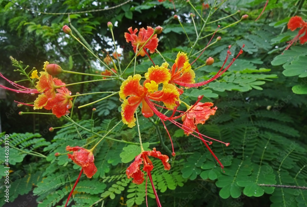 Obraz premium Beautiful flowers in park