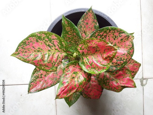  of Aglaonema sp. 'Anyamanidaeng'. tropical red and green leaves