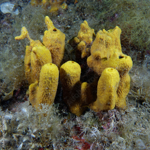 Golden sponge (Aplysina aerophoba) in Mediterranean Sea photo