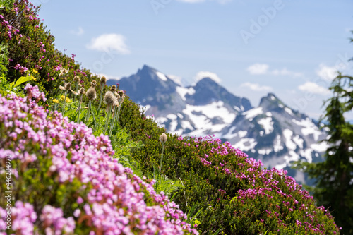 Canvas Print Beautiful Wild Flowers of Mount Rainier with mountains in the background