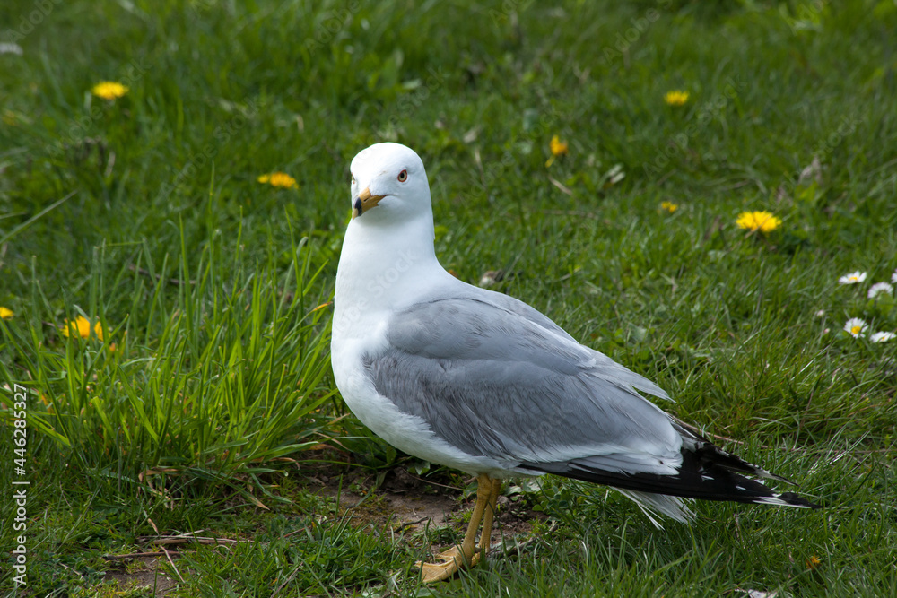 Seagull Perched in the grass

