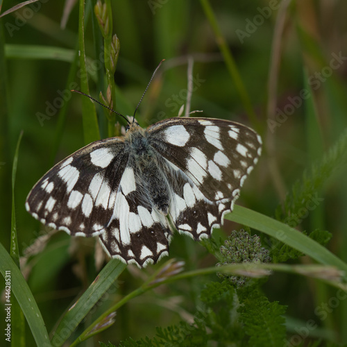 Marbled white butterfly