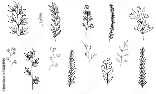 Plants without filling on a white background. Flowers and branches in the doodle style are hand-drawn. The outline of thin branches and twigs. Vector illustration. Isolated objects.