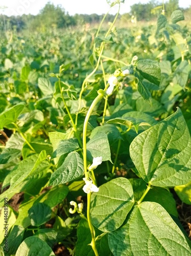 Bean flower