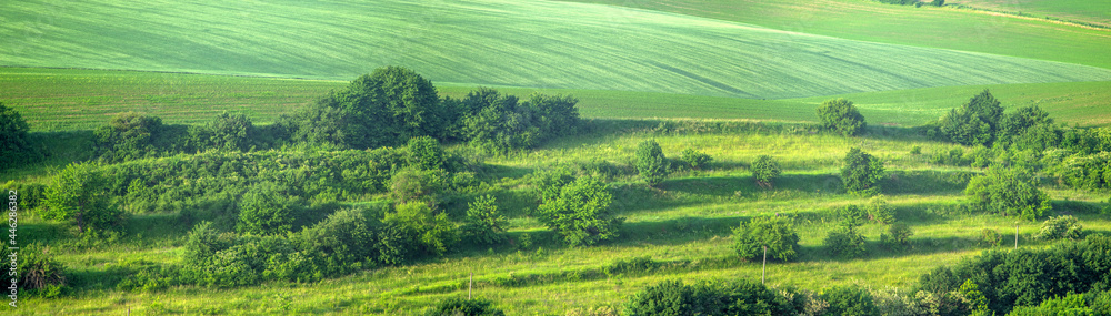 Beautiful panorama of a green field in summer