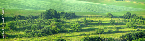 Beautiful panorama of a green field in summer