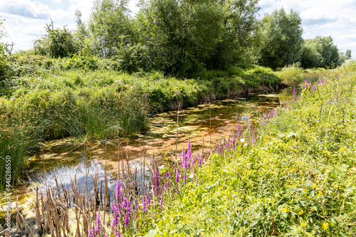 Lush summer growth at the Coombe Hill Canal Nature Reserve, Gloucestershire UK photo