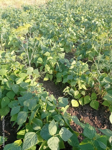 plants in the garden