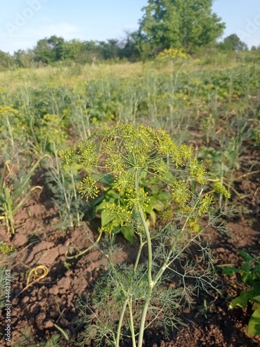 Dill in the garden