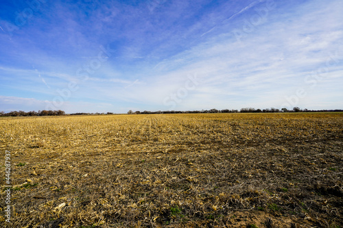 Empty Corn Field