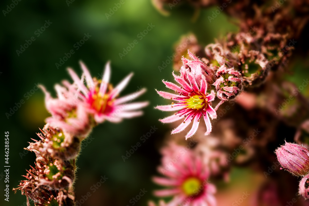 Beautiful succulents plant in nature, macro Beautiful succulents plant in nature, macro