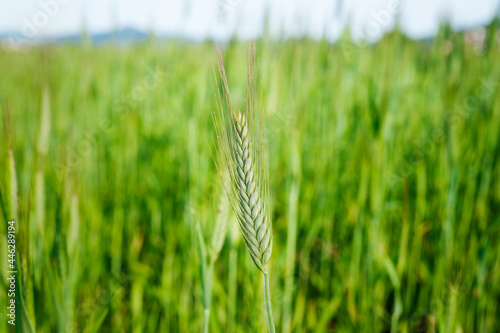 Una espiga de trigo verde en medio de un campo de trigo. photo