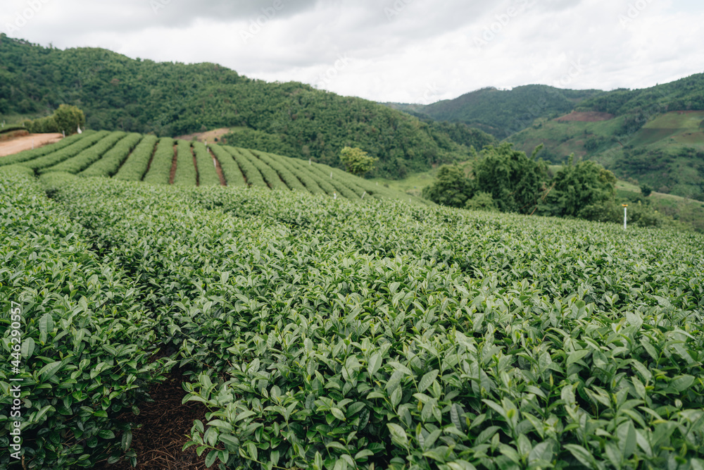 Tea plantation in mountain, Doi Mae Salong