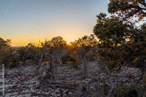 Sunset Over Dying Forest