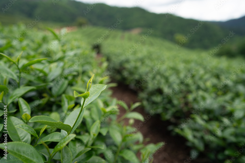 Tea plantation in mountain, Doi Mae Salong Tea plantation in mountain, Doi Mae Salong