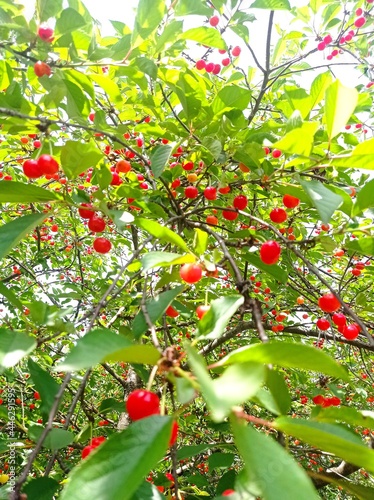 cherry tree
