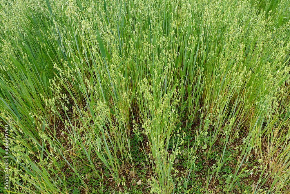 champ de blé bio champ de blé bio