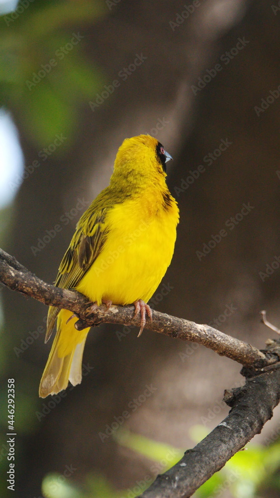 Southern masked weaver (Ploceus velatus) perched in a tree in a backyard in Pretoria, South Africa Southern masked weaver (Ploceus velatus) perched in a tree in a backyard in Pretoria, South Africa