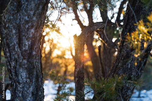 Sunset Between Tree Branch
