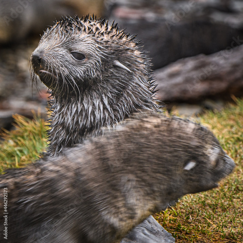 Grytviken seal pups photo