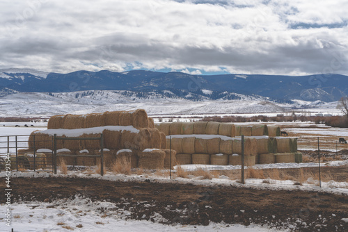 Rolled up Hay in field