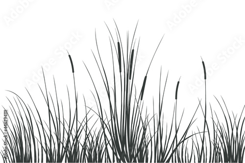 Illustration of black and white reeds.Cane silhouette on white background.