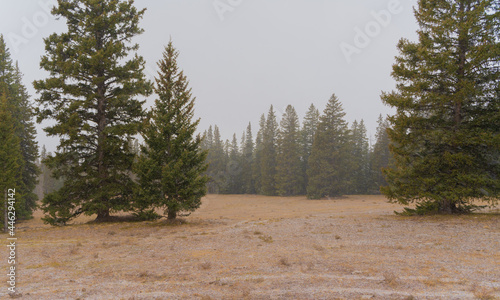Deep Timber in the Rocky Mountain