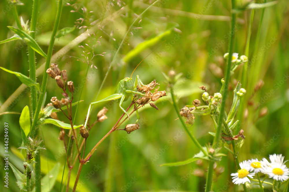 Green grasshopper lurked in grass. Fauna, flora, animals, macro, insects, large Green grasshopper lurked in grass. Fauna, flora, animals, macro, insects, large