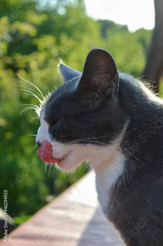 Gray and white cat sitting on the red bench with the tongue out